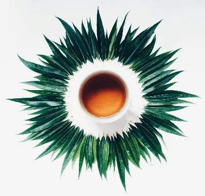 Grönt te Sencha 100 g