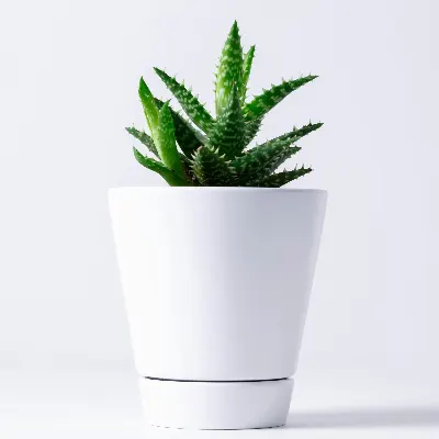 Kruka Vit keramik med fat